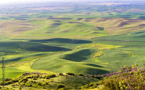 Rolling hills with wheat fields in morning hours at Palouse, Washington state, USA photo