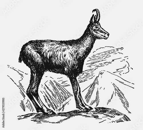 Chamois rupicapra standing on rock in mountainous landscape, after antique engraving from early 20th century