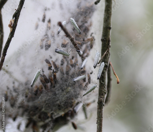 bird cherry ermine (Yponomeuta evonymella) day active moth on tree photo