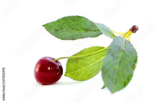 Bright colorful cherry berries on a white background