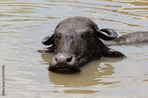 water buffalo © Павел Барсуков