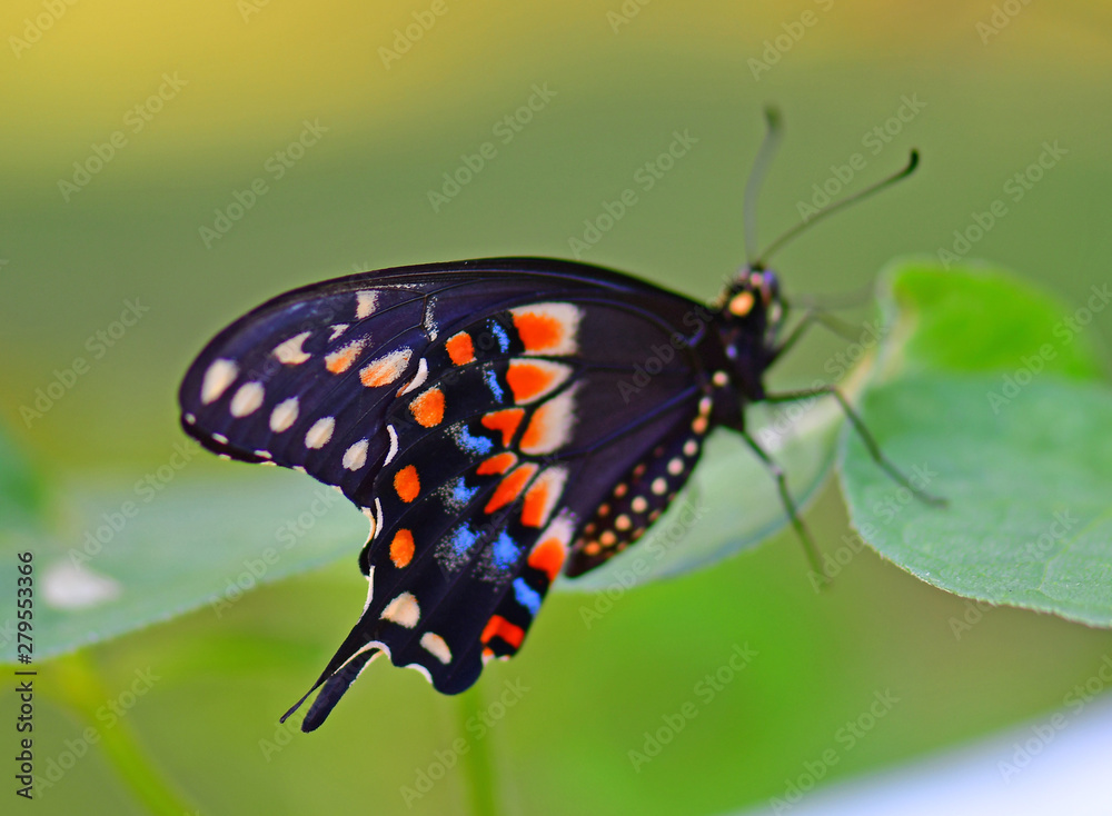 Fototapeta premium Close up of an Eastern Swallowtail (Papilio Glaucus) butterfly