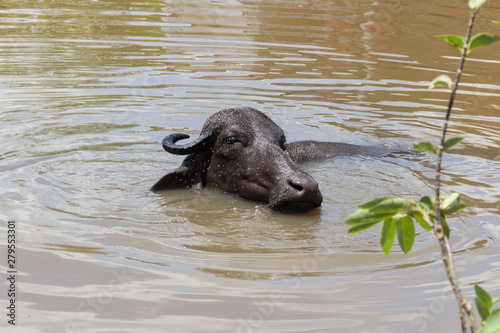 water buffalo