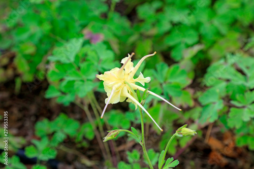 Ranunculaceae isopyreae in a park photo