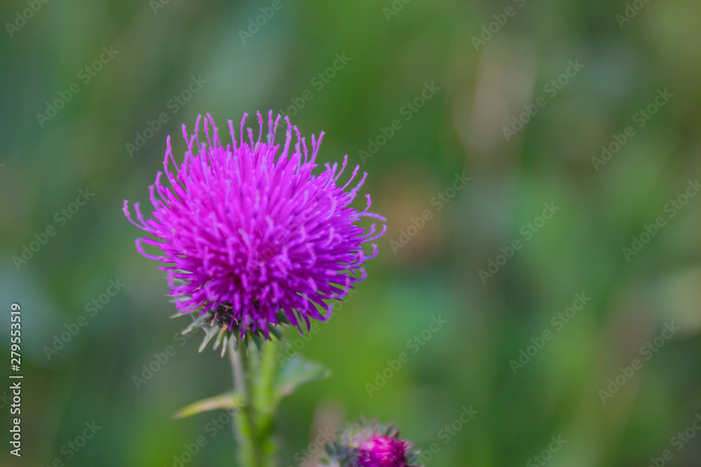 Flower burdock on a blurred background close-up. Bright flower burdock on a blurred background close-up. Flower burdock on a blurred background close-up. Bright flower burdock on a blurred background close-up.