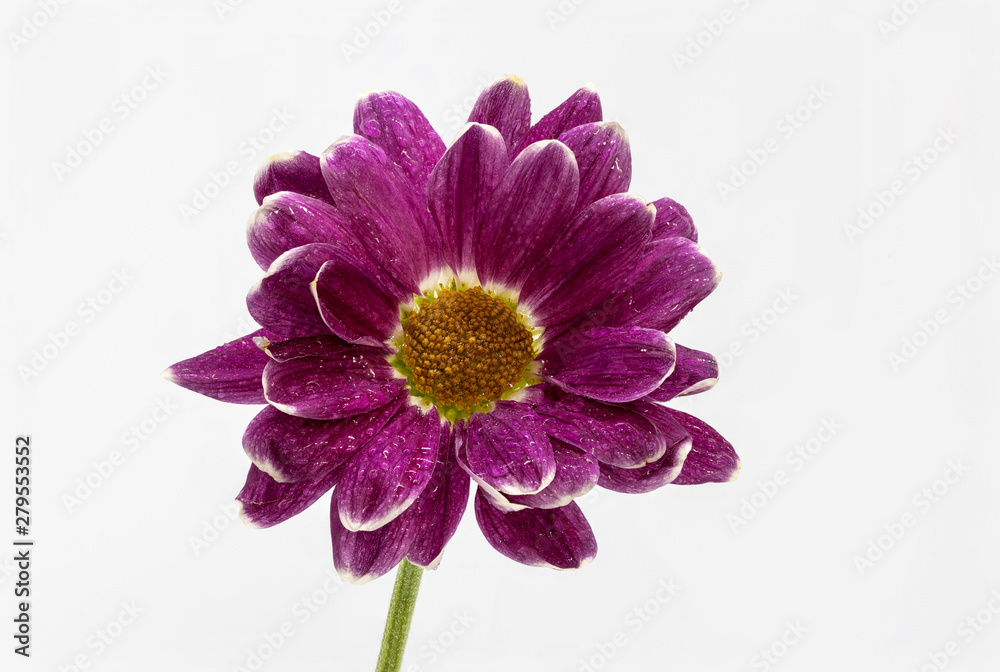 Focus Stacked Gerbera Germini flower isolated on a white background Focus Stacked Gerbera Germini flower isolated on a white background