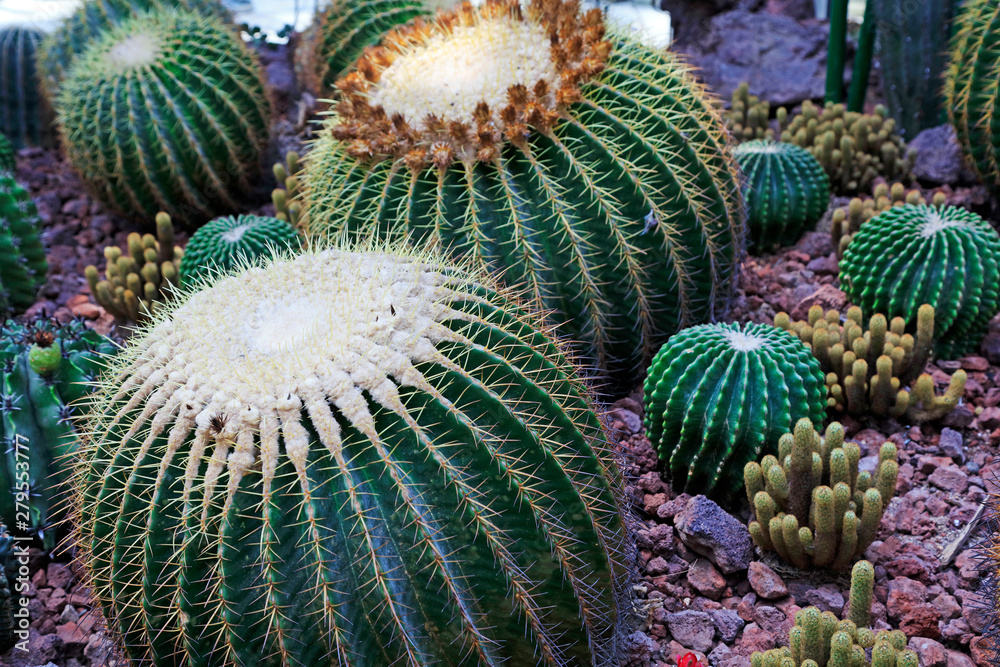 Cactus plants Echinocactus