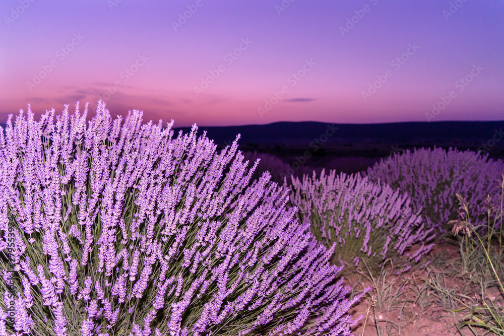 Lavender fields in Turkey