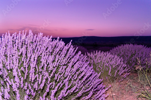 Lavender fields in Turkey