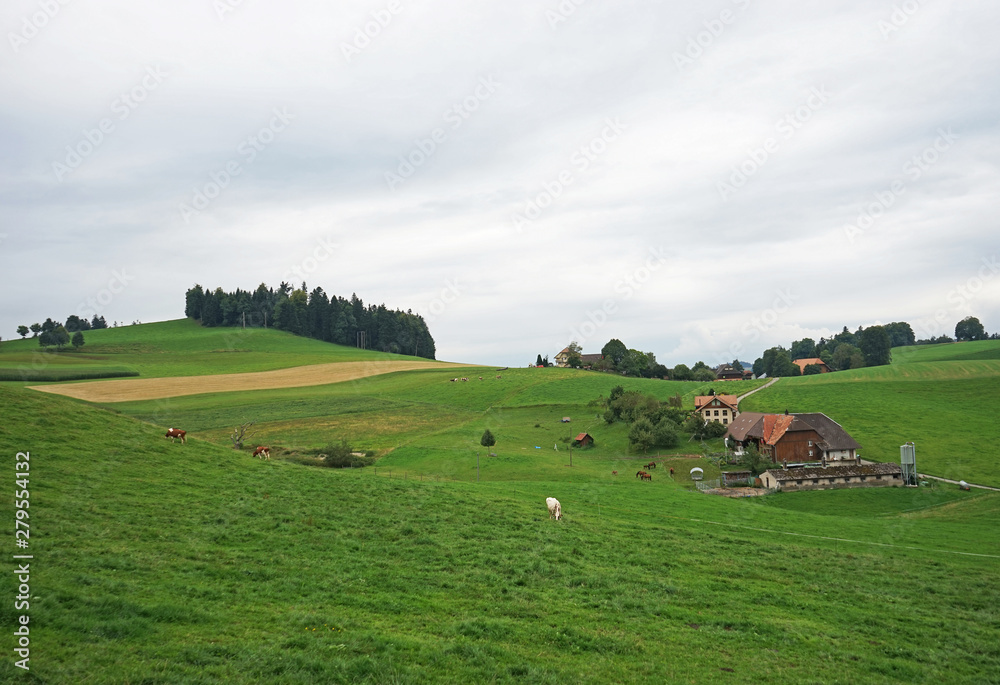 Landscape in Switzerland, green pasture, farm house, cows 