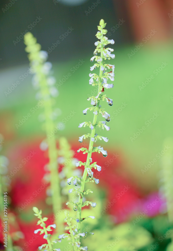 Beautiful leaves and white flowers of Coleus (Solenostemon scutellarioides). Plectranthus, known as coleus