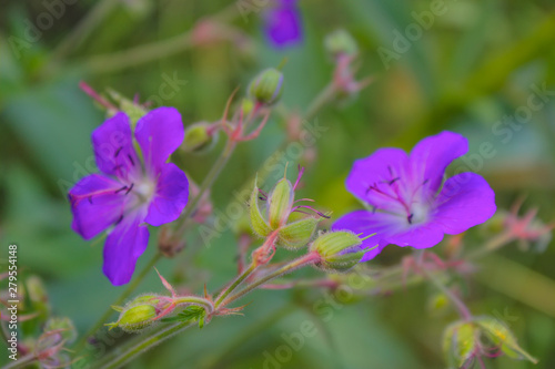 A geranium flower growing on a summer meadow. © Anatoliy