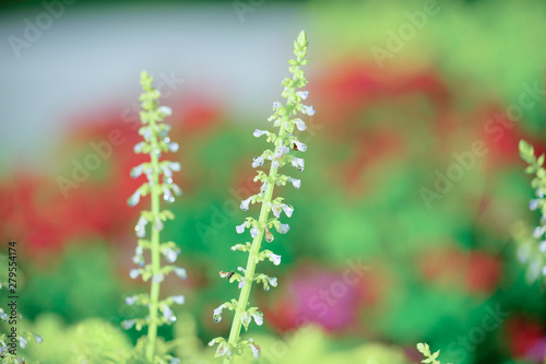 Beautiful leaves and white flowers of Coleus (Solenostemon scutellarioides). Plectranthus, known as coleus © Feng