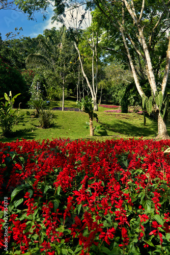 Red flowers in a wooded park.