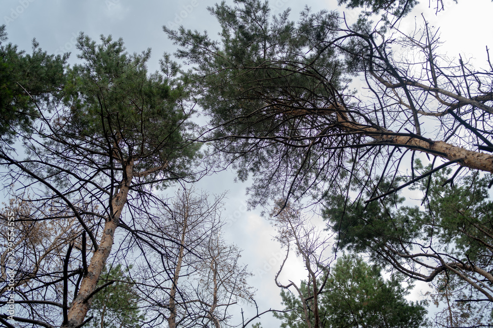 Forest trees in the summer season. Forest glade surrounded by trees. Forest trees in the summer season. Forest glade surrounded by trees.