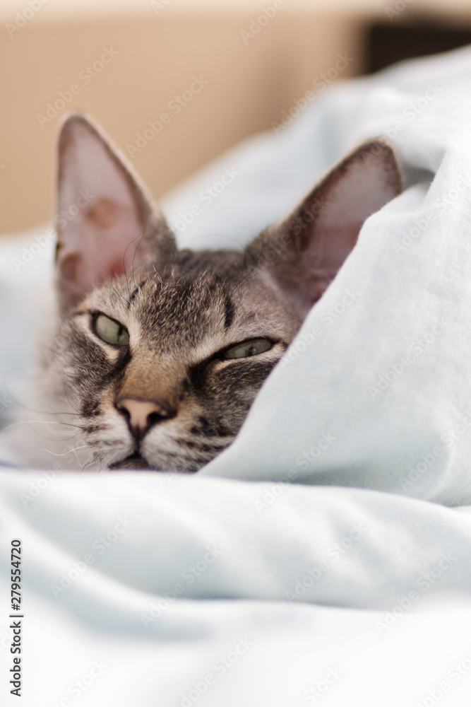 Cute young kitten in bed