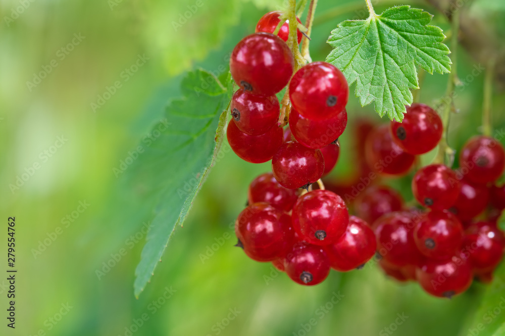 Black currant growing in the garden. Black currant growing in the garden.