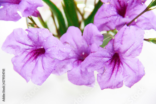 Fototapeta Naklejka Na Ścianę i Meble -  natural flowers of violets with petals and green leaves on a white background