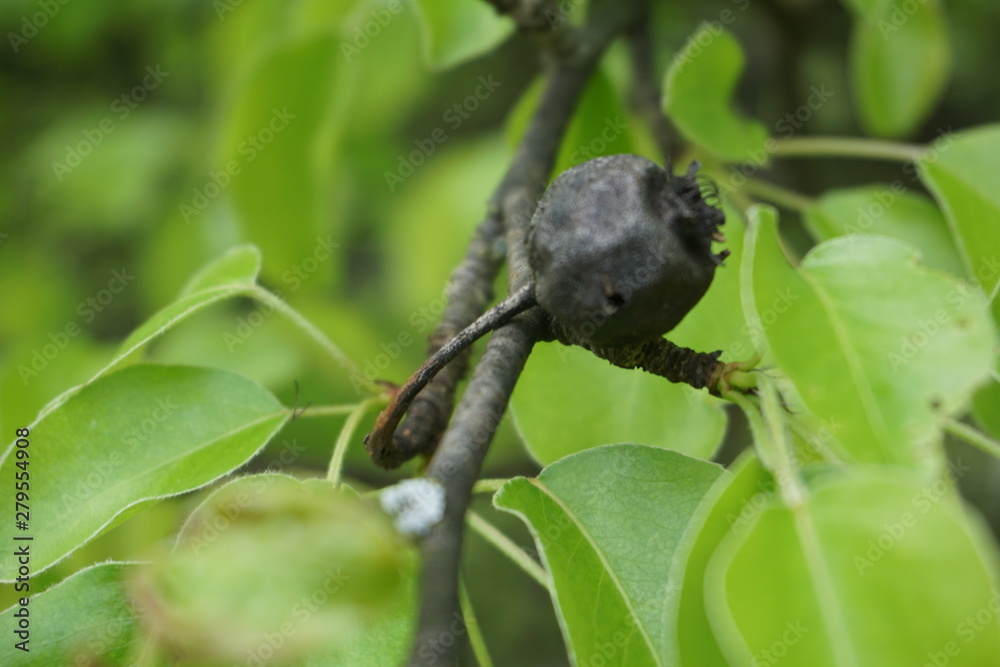 last year's dried fruit on a branch of wild pear