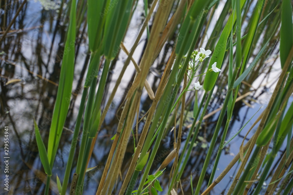 water white flower with green leaves in a pond