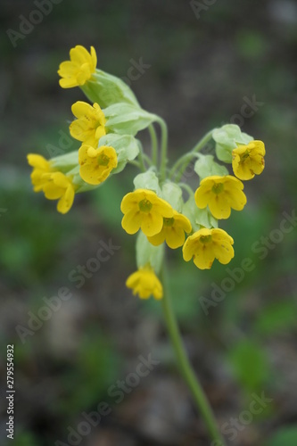 yellow inflorescence on a blurred green background