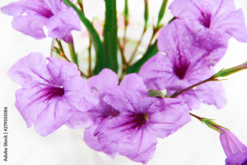 natural flowers of violets with petals and green leaves on a white background