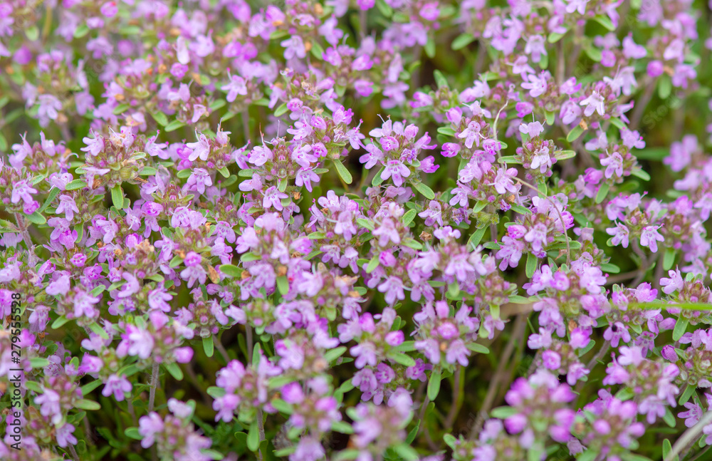 Purple wild flowers in Dobrogea mountains