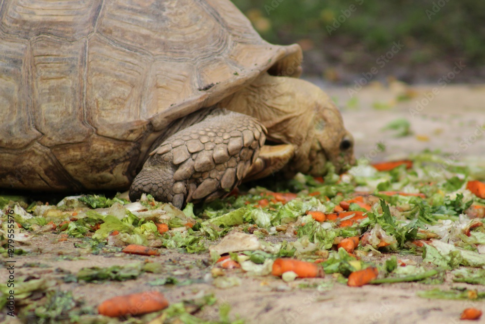 Obraz premium Tortue mangeant son repas dans son enclos