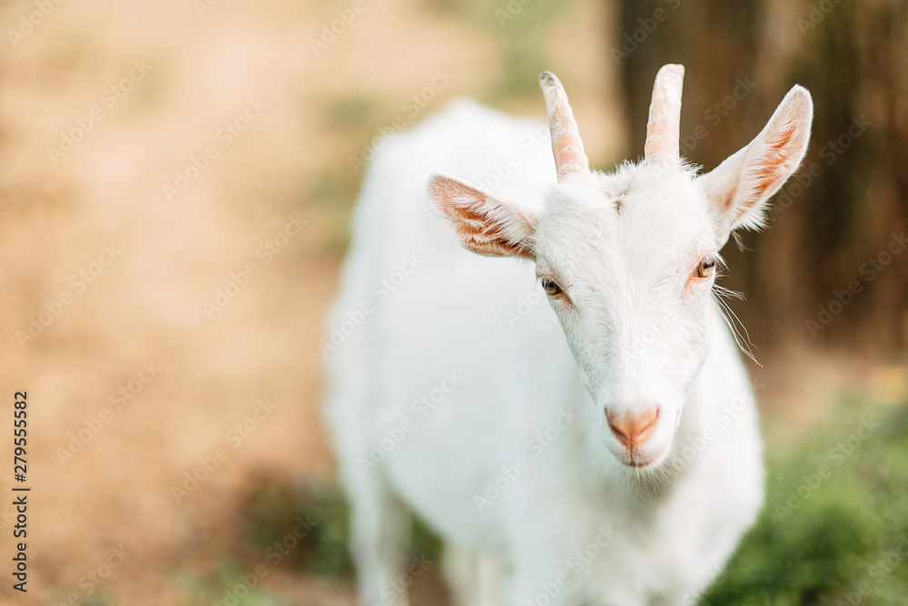 white goat on green grass on sunny day outdoors