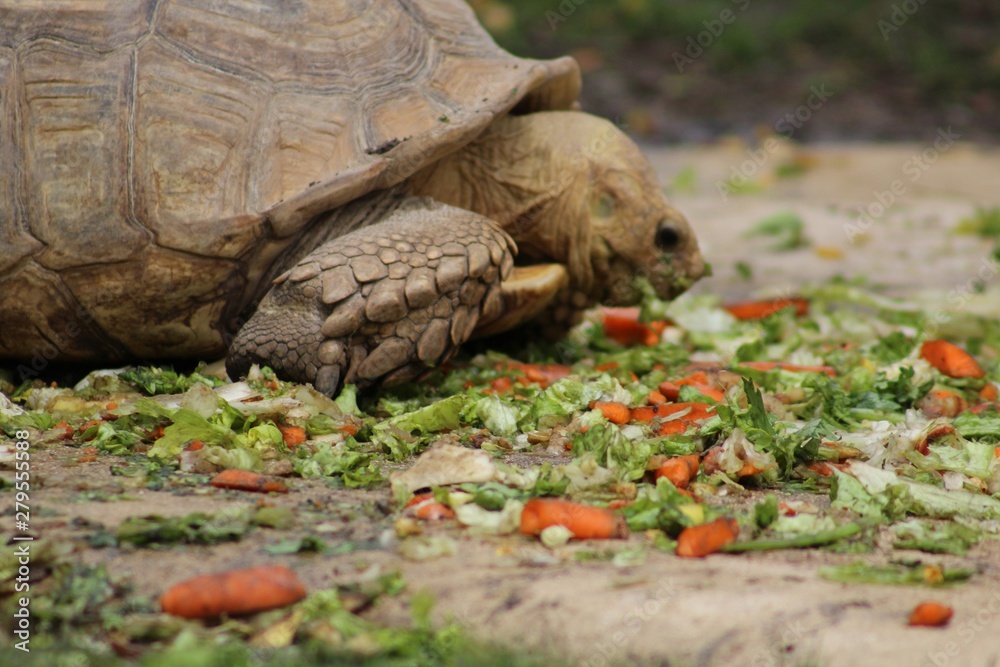 Fototapeta premium Tortue mangeant son repas dans son enclos