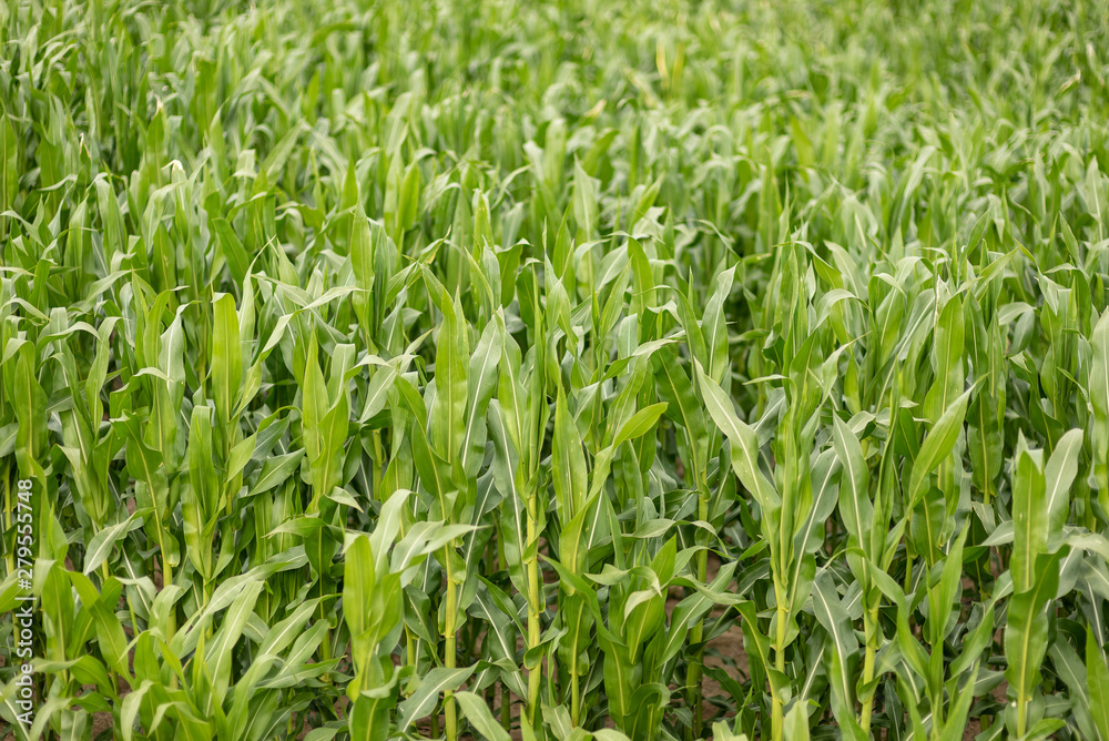 Corn field with young plants on fertile soil Corn field with young plants on fertile soil