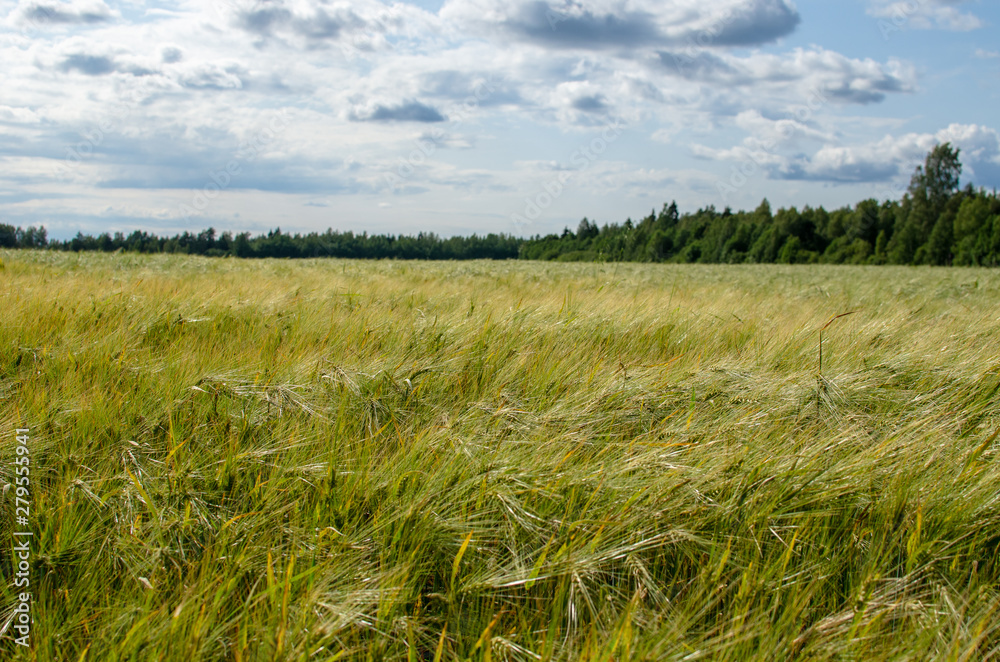 Barley field against a forest background in Jarvamaa, Estonia