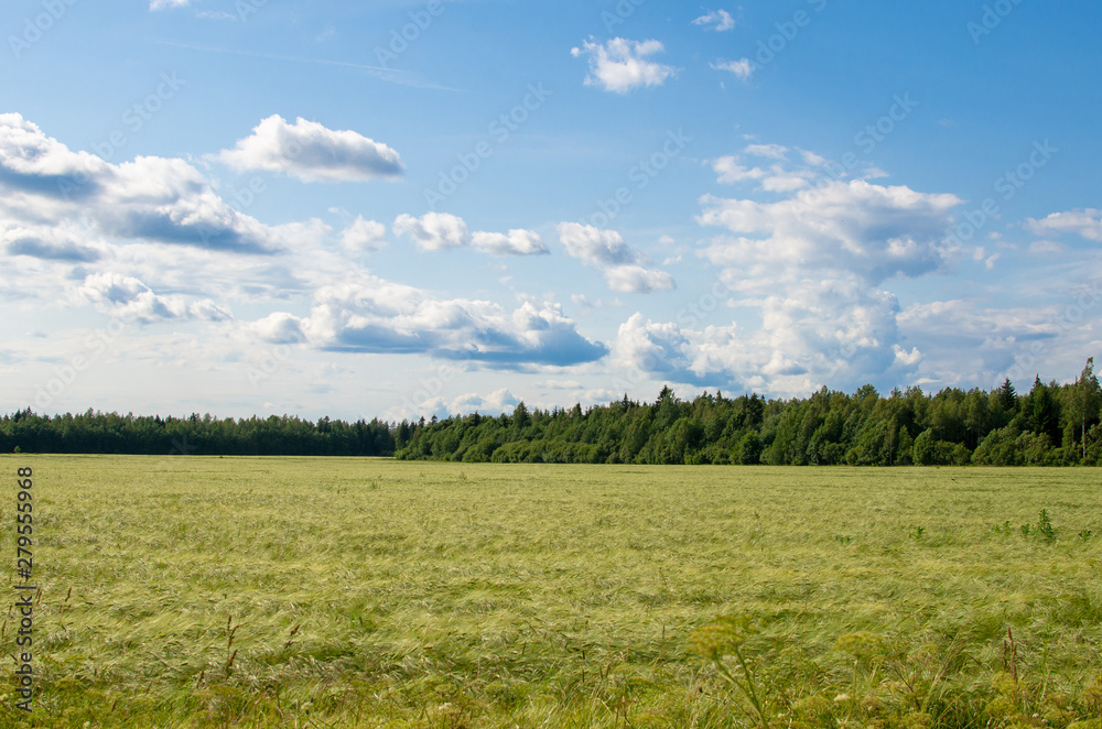 Obraz premium Barley field against a forest background in summer. Photo taken in Jarva County, Estonia