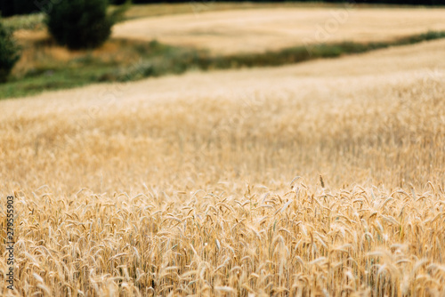 Yellow wheat grain ready for harvest in farm field