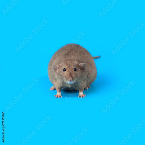 portrait of a domestic rat on blue background © AHOOLY