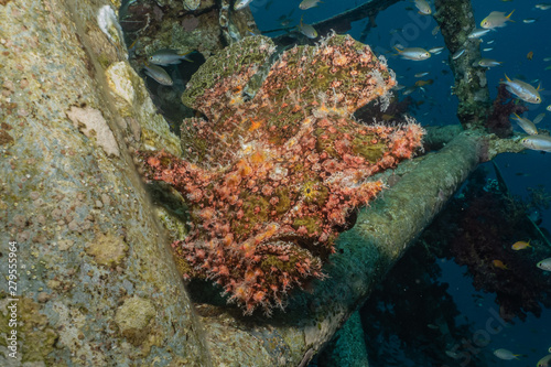 Frog fish in the Red Sea Colorful and beautiful, Eilat Israel © yeshaya