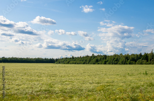 Barley field against a forest background in summer. Photo taken in Jarva County  Estonia
