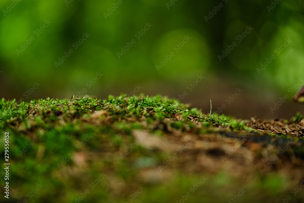 Moss in the summer forest after rain Moss in the summer forest after rain