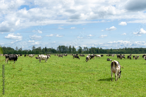 Holstein Friesian cattle grazing in the Järvamaa countryside in summer, Estonia