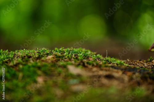Moss in the summer forest after rain
