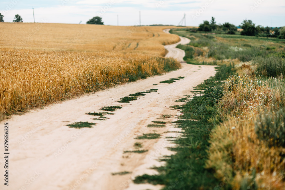 Rural dirt road and yellow wheat field natural landscape