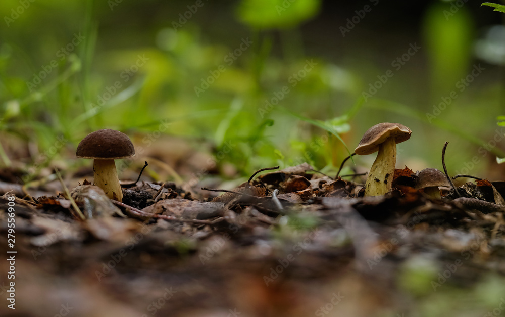 Mushrooms in the summer forest after rain Mushrooms in the summer forest after rain