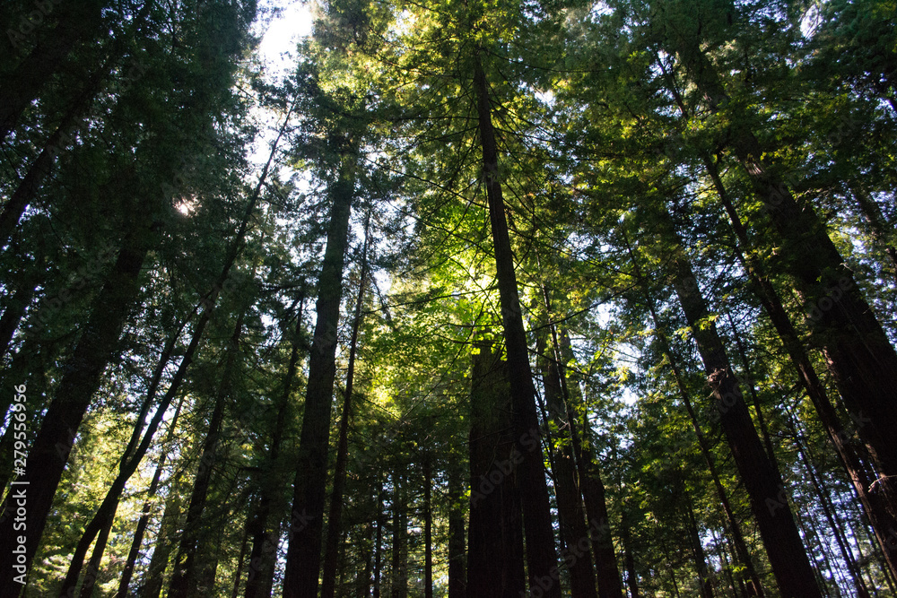 Redwood Trees Light Redwood Trees Light