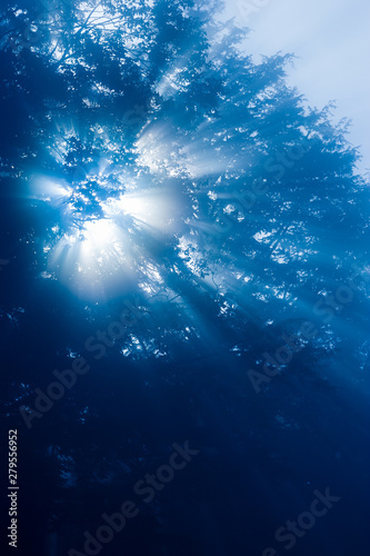 Sun shining through fog shrouded trees, Stowe Vermont, USA