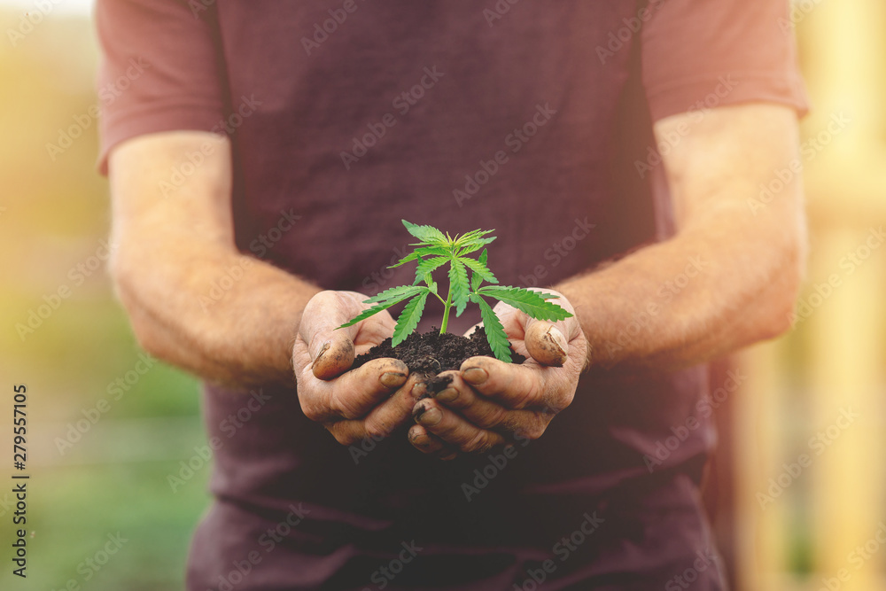 Farmer hands holds cannabis sprout. Planting marijuana plantation - obrazy, fototapety, plakaty 