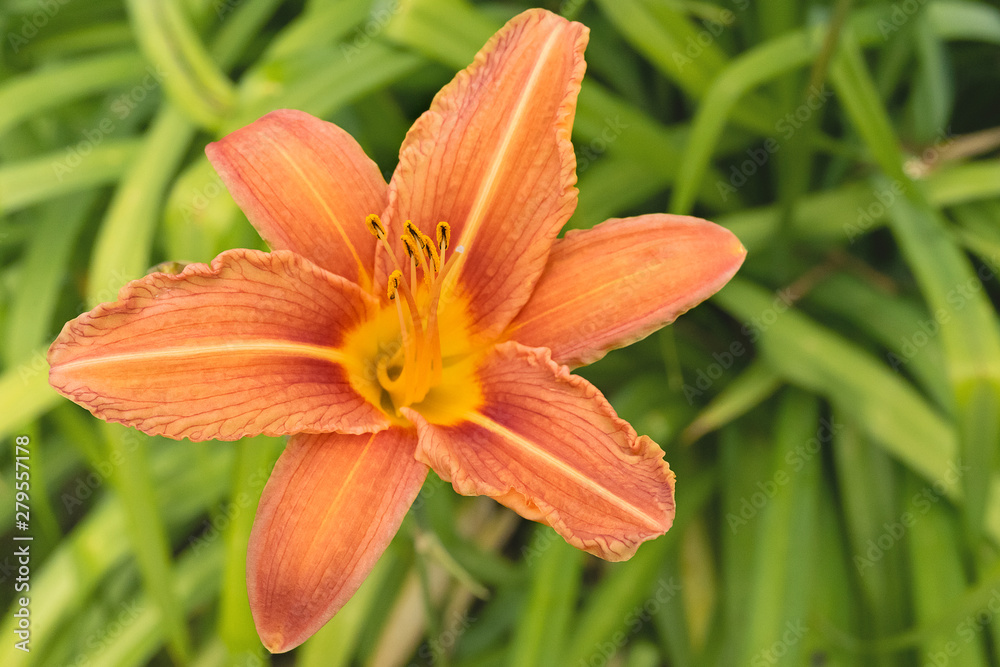 close up of the orange lily in the garden