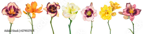 Big set of different color Daylily (Hemerocallis) flowers isolated on white background photo