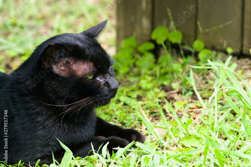 Obraz na płótnie cat in grass w salonie