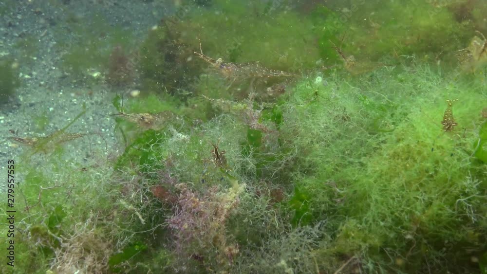 Palaemon adspersus, Grass shrimp lives and eats algae, Black Sea Palaemon adspersus, Grass shrimp lives and eats algae, Black Sea