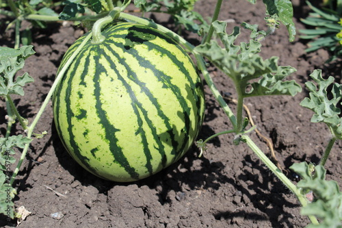 photo watermelon on the field in the summer